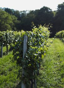 Behutsames Handwerk und biologische Bewirtschaftung – die Eckpfeiler der Landwirtschaft.